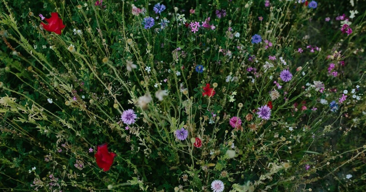 Rewilding: itt az ideje visszavadítani a szervezetedet