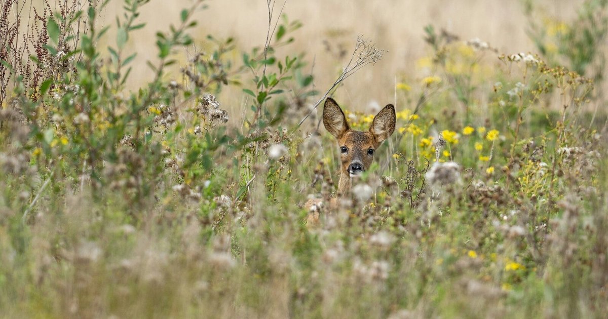 Maradnak, de nem akarnak: a látszat-lojalitás csapdája