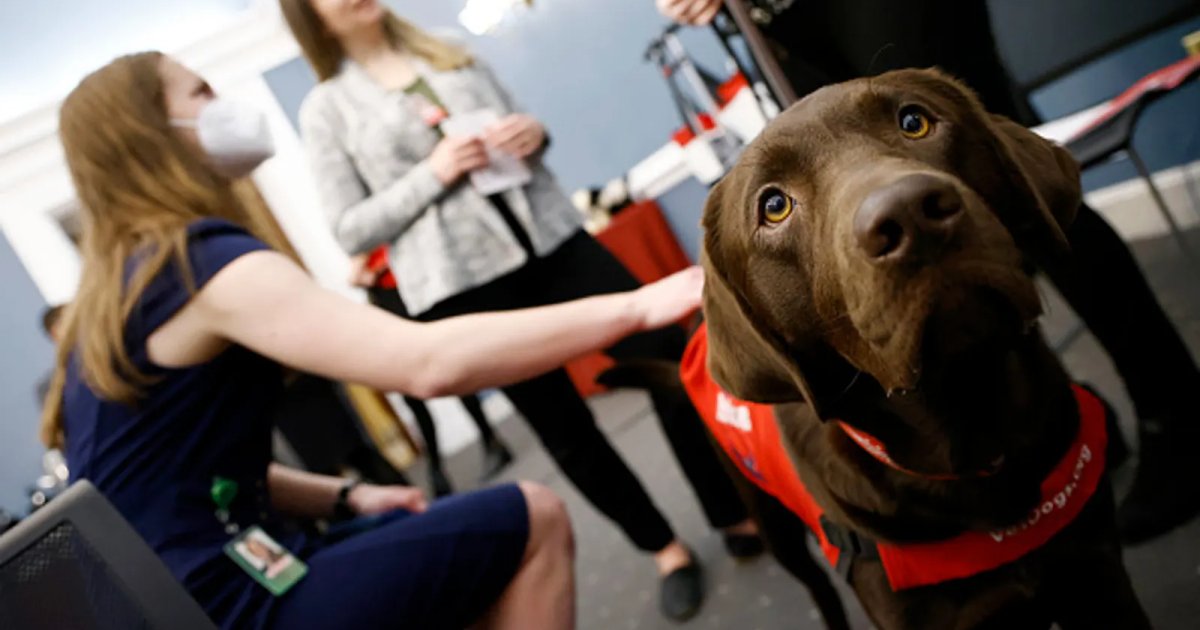 Fizetés nélküli szabadság vakvezető-kutyás kiképzésre: a bíróság döntött